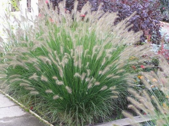 Pennisetum alopecuroides 'Piglet'