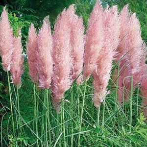 Cortaderia selloana  'Rose Plume' - pampaška trava