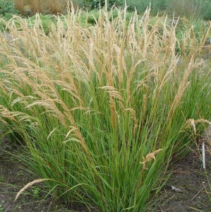 Achnatherum calamagrostis 'Algau' (syn. Stipa) - sršica