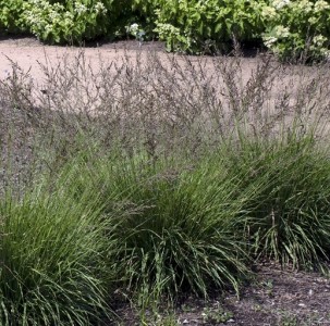 Molinia 'Paul Peterson' - modra stožka