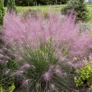Muhlenbergia reverchonii 'Undaunted' - srakoperka