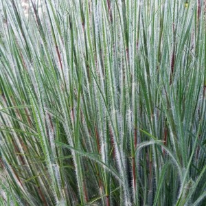 Schizachyrium scoparium 'Ha Ha Tonka' - obrad