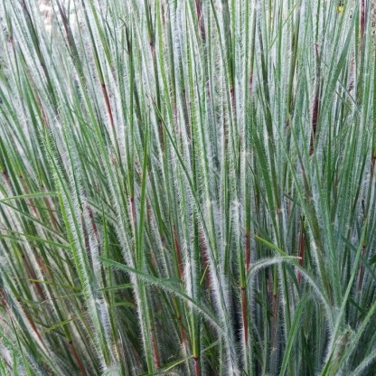 Schizachyrium scoparium 'Ha Ha Tonka' - obrad