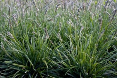 Sesleria 'Greenlee' - vilovina