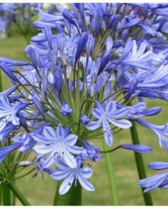 Agapanthus 'Donau' - afriška lilija