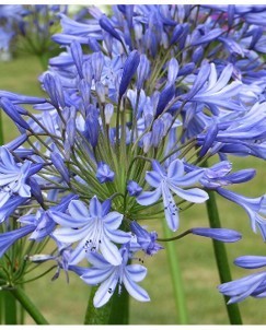 Agapanthus 'Donau' - afriška lilija
