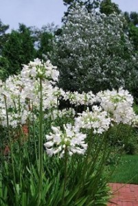 Agapanthus 'Duivenbrugge White' - afriška lilija