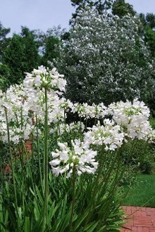 Agapanthus 'Duivenbrugge White' - afriška lilija