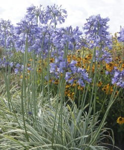 Agapanthus in. 'Silver Moon' - afriška lilija