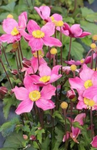 Anemone 'Satin Doll Rose' - japonska anemona