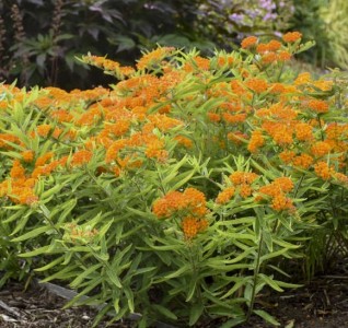 Asclepias tuberosa - svilnica