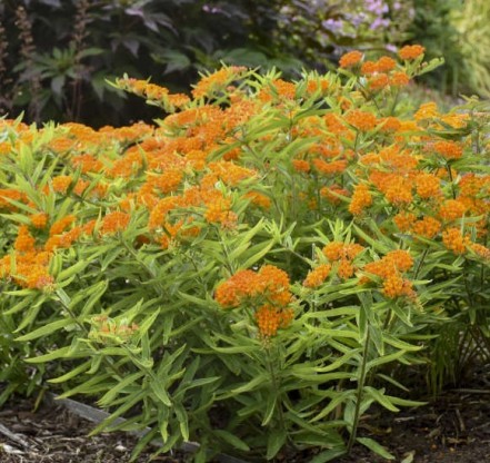 Asclepias tuberosa - svilnica
