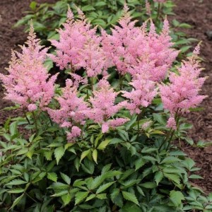 Astilbe chinensis 'Vision in Pink' - kresnica