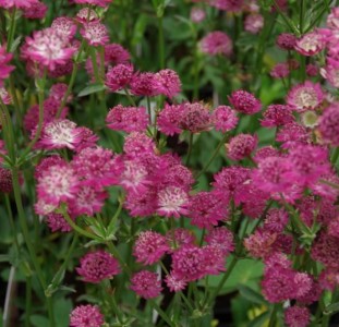 Astrantia major 'Milano' - zali kobulček