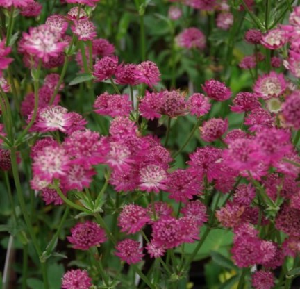 Astrantia major 'Milano' - zali kobulček