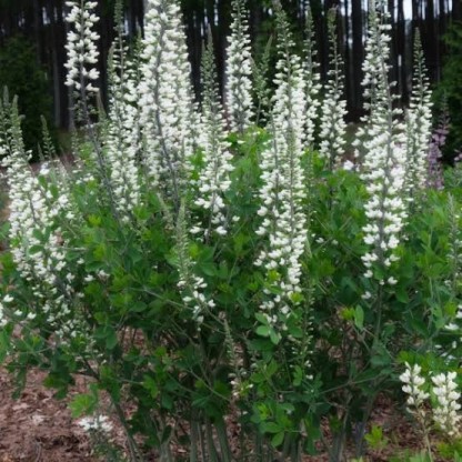 Baptisia australis 'Alba' - baptizija