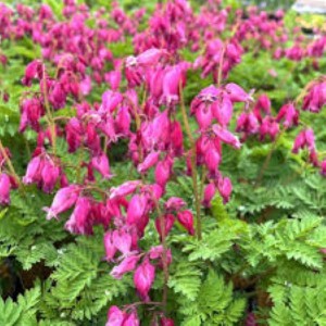 Dicentra formosa 'Luxuriant' - lepi srčki
