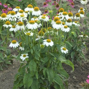Echinacea purpurea 'Pow Wow White' - ameriški slamnik