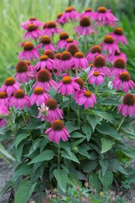 Echinacea purpurea 'Pow Wow Wild Berry' - ameriški slamnik