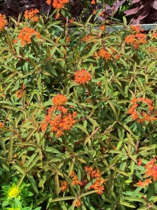 Euphorbia griffithi 'Beauty Orange' - mleček