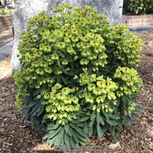 Euphorbia x martinii 'Tiny Tim' - mleček