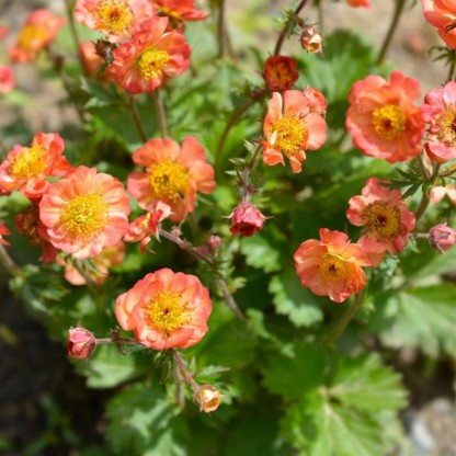 Geum 'Mango Lassi' - sretena