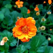 Geum 'Princess Juliana' - sretena