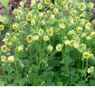 Geum rivale 'Tales of Hex' - sretena
