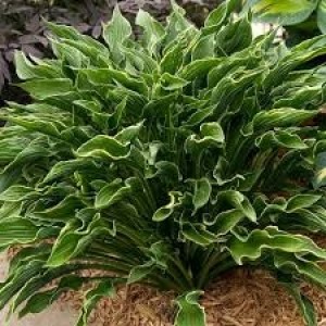 Hosta 'Praying Hands' - hosta