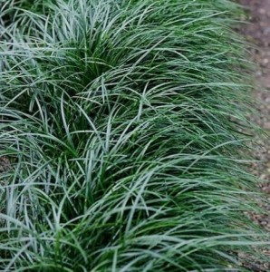 Ophiopogon japonicus 'Sparkler' - kačja brada