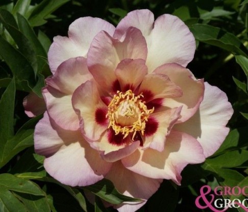 Paeonia ITOH 'Pastel Splendour' - potonika