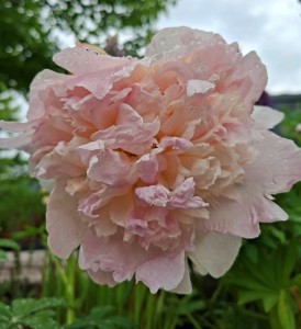 Paeonia lactiflora 'Moonstone' - potonika
