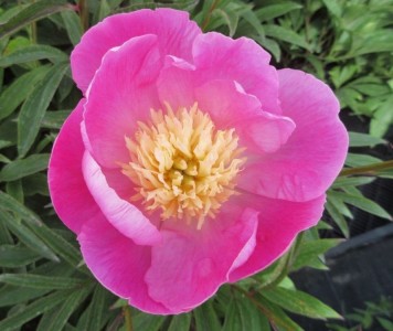 Paeonia lactiflora 'Wladyslawa' - potonika