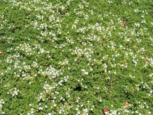 Thymus praecox 'Whirral White' - materina dušica
