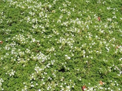 Thymus praecox 'Whirral White' - materina dušica