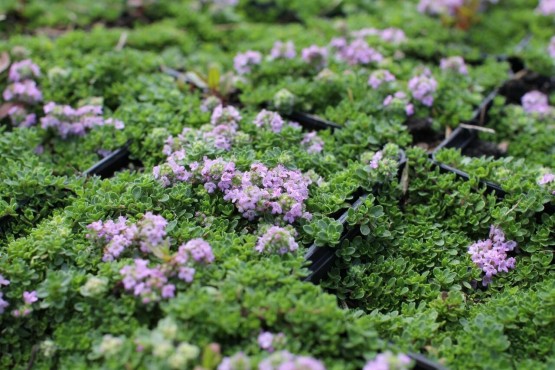 Thymus serpyllum 'Terracina' - materina dušica