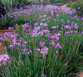 Tulbaghia violacea - tulbagija, česnova trava