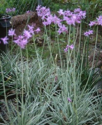 Tulbaghia violacea 'Silver Lace' - tulbagija, česnova trava