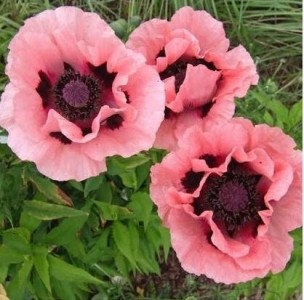 Papaver orientale 'Prinzessin Victoria Louise' - turški mak