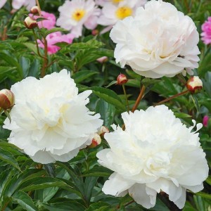 Paeonia lactiflora 'Marie Lemoine'- potonika