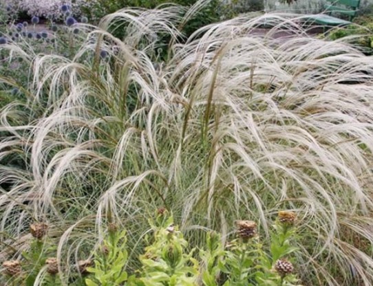 Stipa pennata - peresasta bodalica