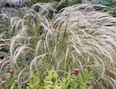 Stipa pennata - peresasta bodalica