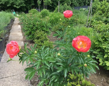 Paeonia coral sunset 2