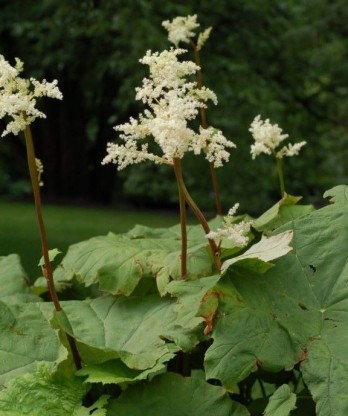 Astilboides tabularis