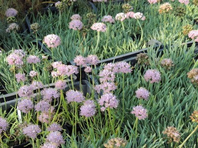 Allium montanum - luk