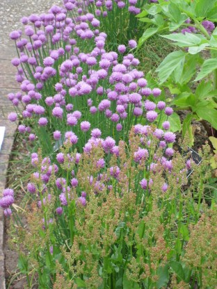 Allium schoenoprasum 'Forescate' - drobnjak