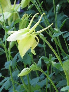 Aquilegia chysantha 'Yellow Queen' - orlica