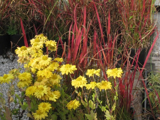 Chrysanthemum 'Goldmarianne' - krizantema