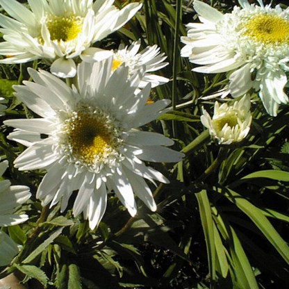Chrysanthemum maximum 'Snowdrift' - krizantema