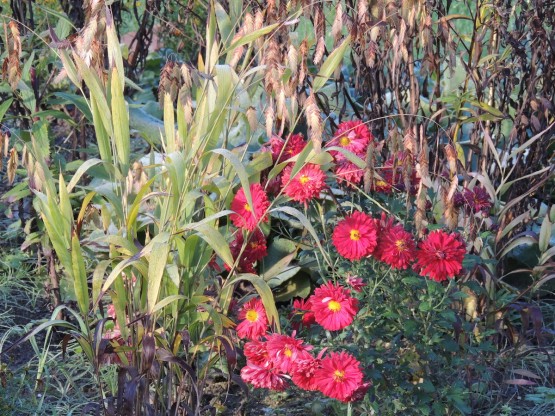 Chrysanthemum ''Red Velvet' - krizantema